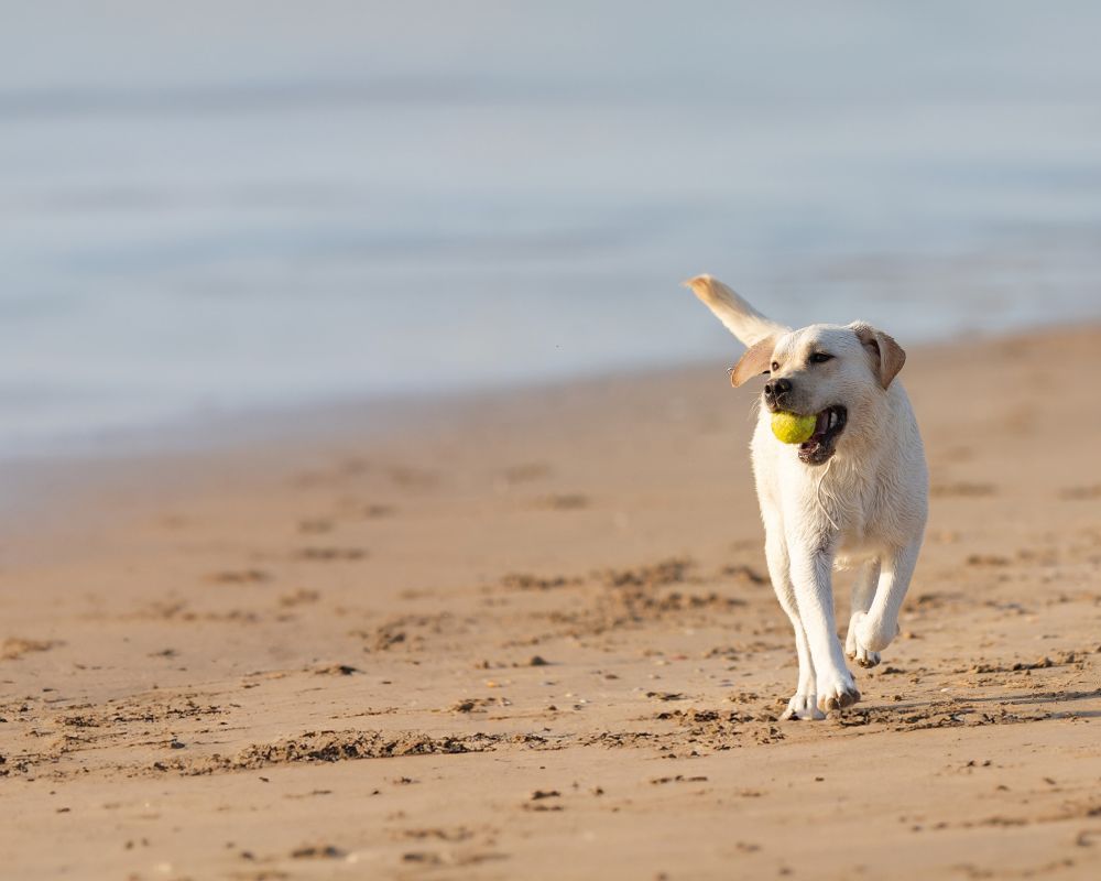 Dog beach
